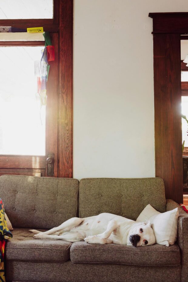 Dicas de Decoração Pet-Friendly: Como Criar Espaços Estilosos e Funcionais para Donos de Animais