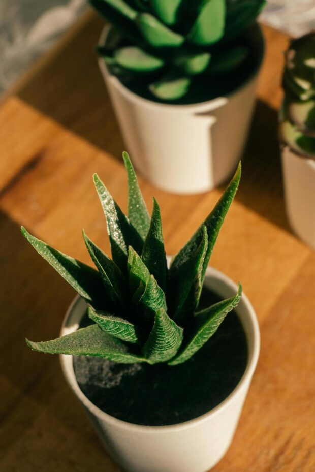 Jardinagem para Iniciantes: Dicas para Criar Ambientes Atraentes e Harmoniosos em Casa