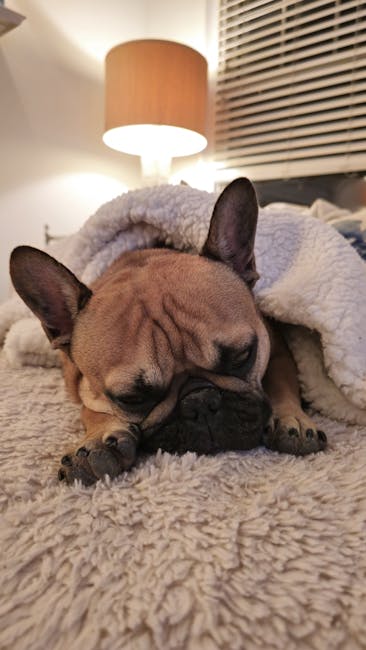 Como Criar um Ambiente Aconchegante para Seu Bulldog: Dicas de Casa e Bem-Estar